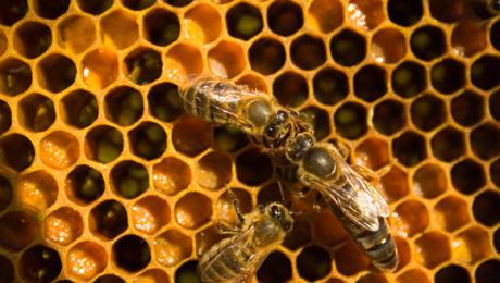 Being A Queen Bee Bulb Being A Queen Bee Bulb