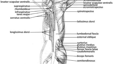 Lower Back Cat Muscles Lower Back Cat Muscles