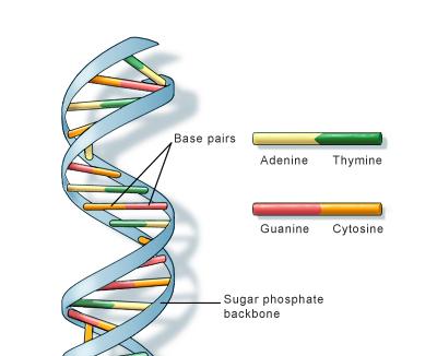 fasta dna sequence bulb