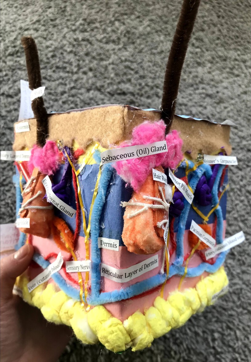 Tissue Box Project For Anatomy