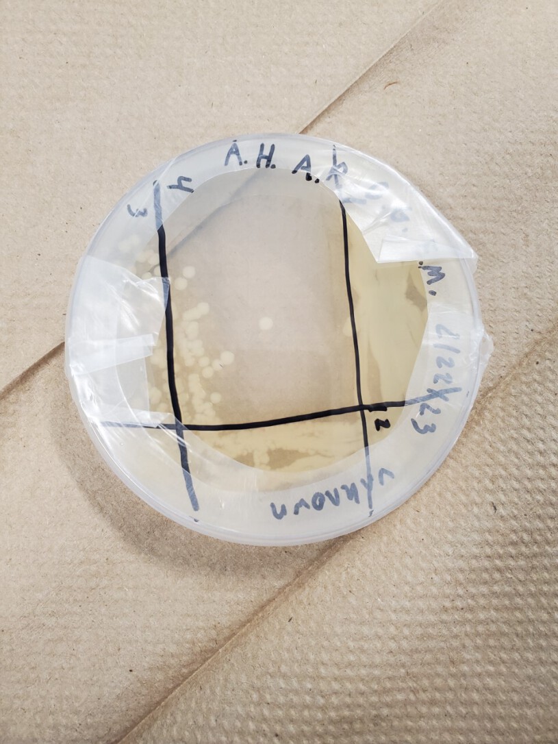 Bulb Microorganisms bulb