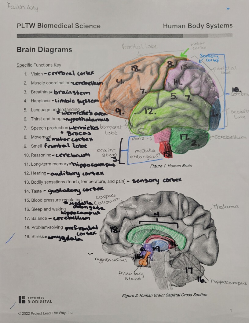 Explo Dissection Brain bulb
