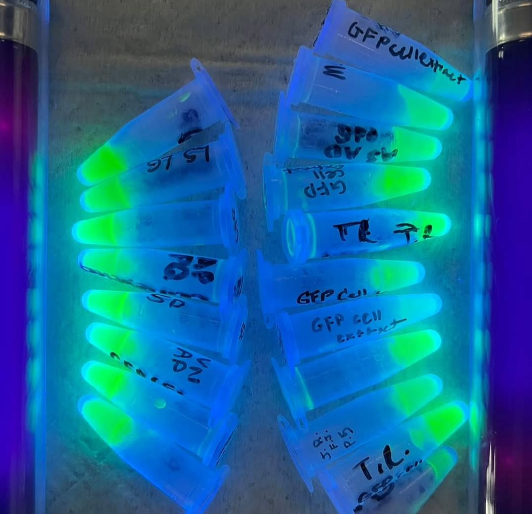 Gfp Lab Notes bulb
