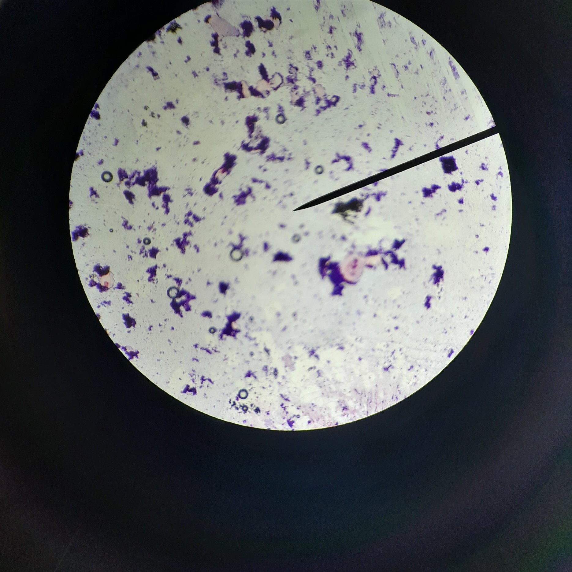 Bulb Microorganisms bulb