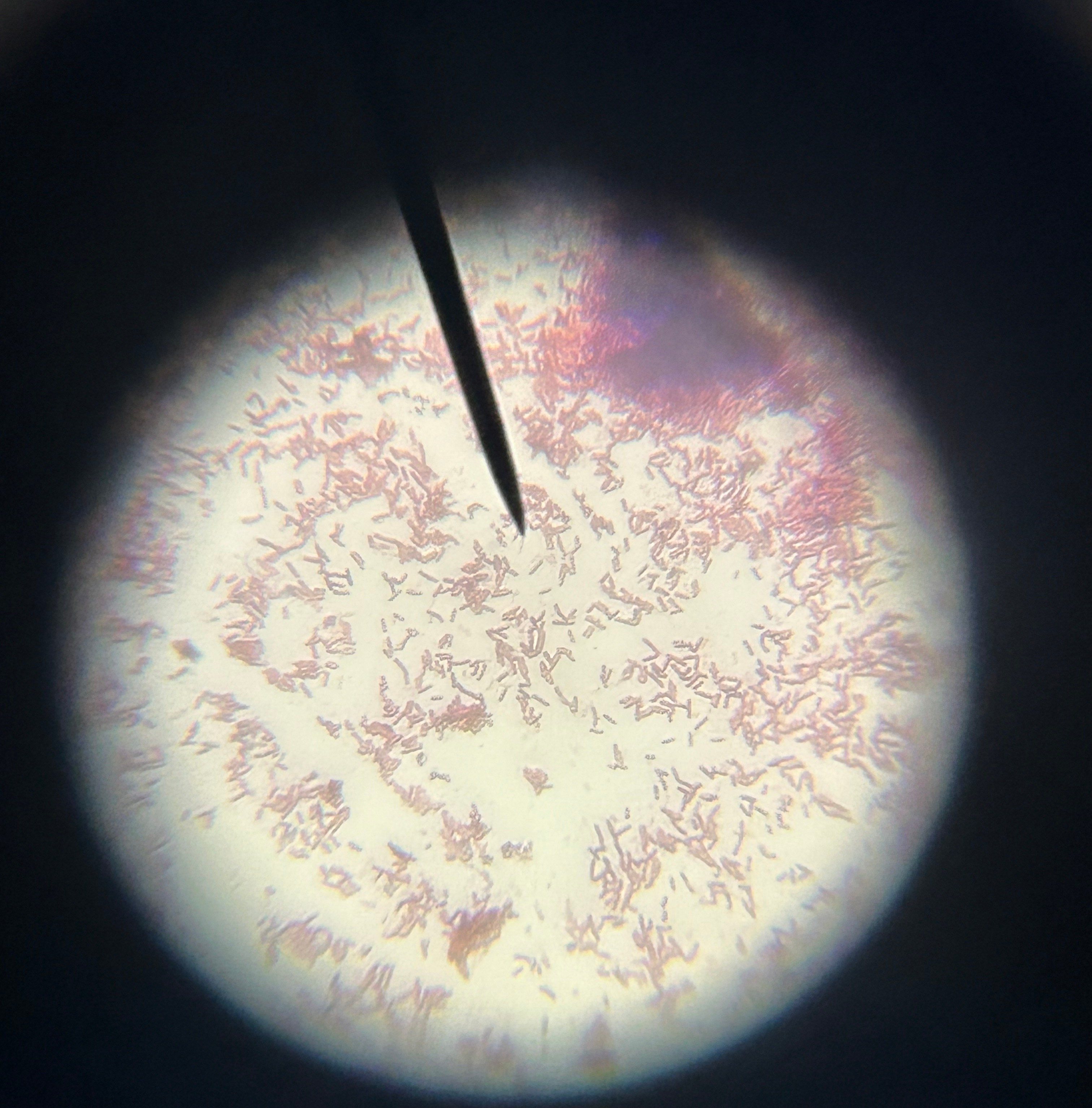 Bulb Microorganisms bulb
