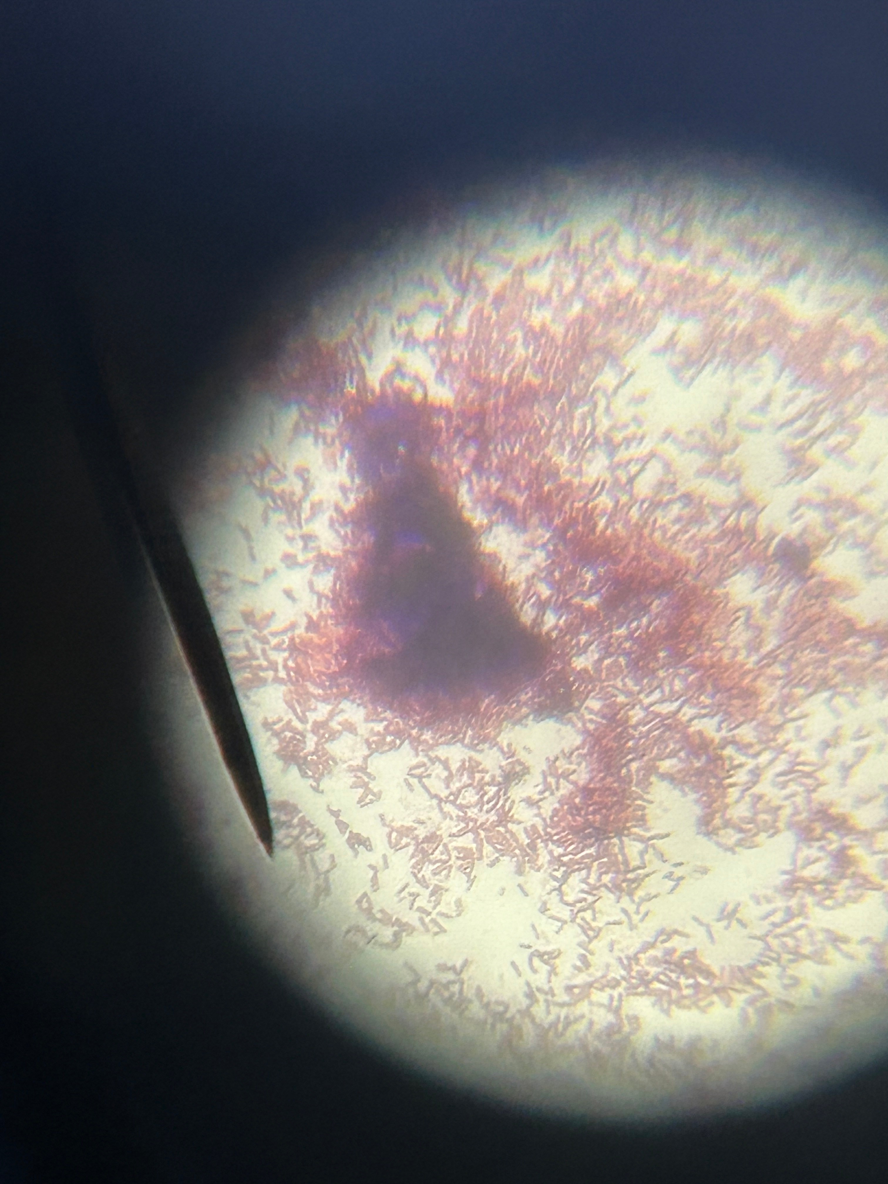 Bulb Microorganisms bulb